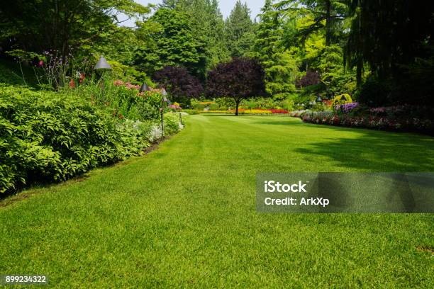 Beautiful Trees And Green Grass In Garden Stock Photo - Download Image Now - Lawn, Grass, Landscaped