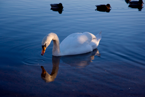 Single young mute swan on blue water.