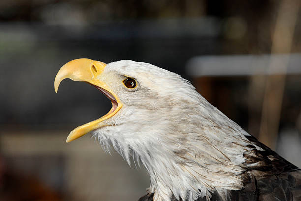 Eagle looking right. stock photo
