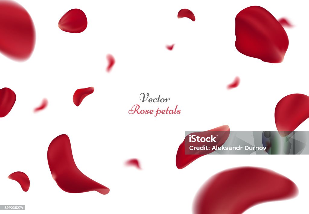 Falling red rose petals isolated on white background. Vector illustration with beauty roses petal, applicable for design of greeting cards on March 8 and St. Valentine's Day. Eps 10 Falling red rose petals isolated on white background. Vector illustration with beauty roses petals, applicable for design of greeting cards on March 8 and St. Valentine's Day. Eps 10 Rose - Flower stock vector