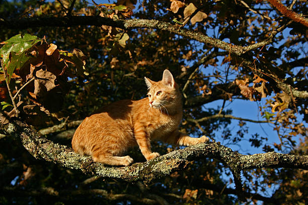 Out on a Limb stock photo