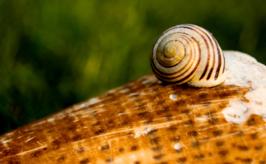 Small snail shell on a big sea snail shell.