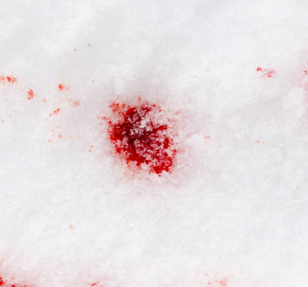 istock red blood on the snow 899238660