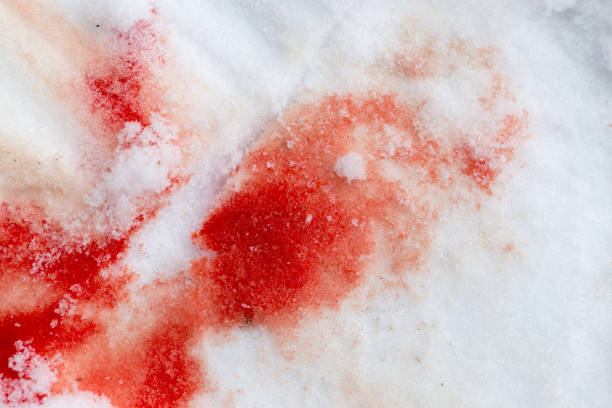istock red blood on the snow 899238704