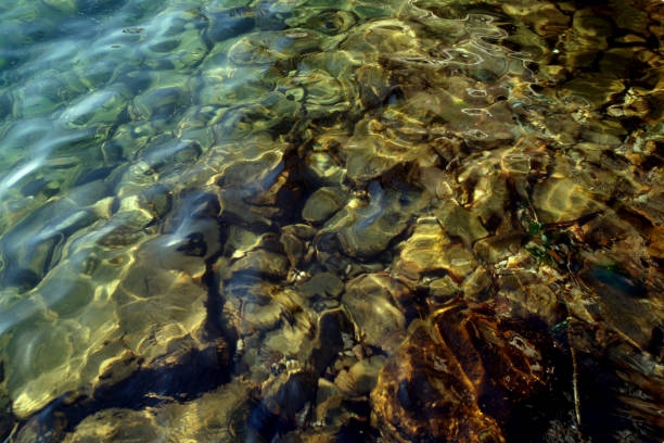 istock school of baby fish 899239644