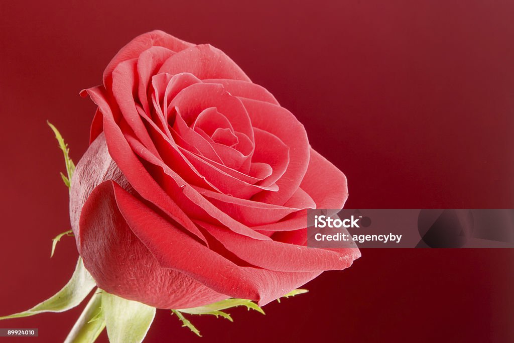 Rose close-up sur le fond rouge - Photo de Composition florale libre de droits