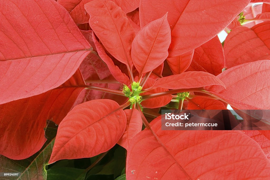 Poinsettia produits pour le bain bloom - Photo de Capitule libre de droits