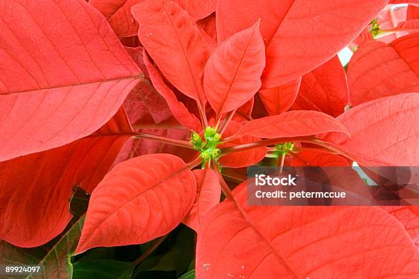 Photo libre de droit de Poinsettia Produits Pour Le Bain Bloom banque d'images et plus d'images libres de droit de Capitule - Capitule, Couleur verte, Fleur - Flore