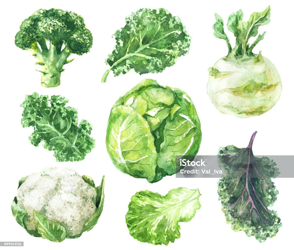 Watercolor Set of Variety Cabbage Hand drawn raw food illustration. Watercolor cauliflower, broccoli, kale, kohlrabi and salad leaf isolated on white background. Variety cabbages set. Watercolor Painting stock illustration