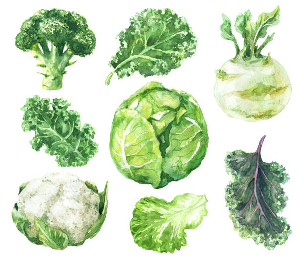 Watercolor Set of Variety Cabbage Hand drawn raw food illustration. Watercolor cauliflower, broccoli, kale, kohlrabi and salad leaf isolated on white background. Variety cabbages set. crucifers stock illustrations