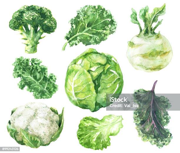 Watercolor Set Of Variety Cabbage Stock Illustration - Download Image Now - Watercolor Painting, Illustration, Kale