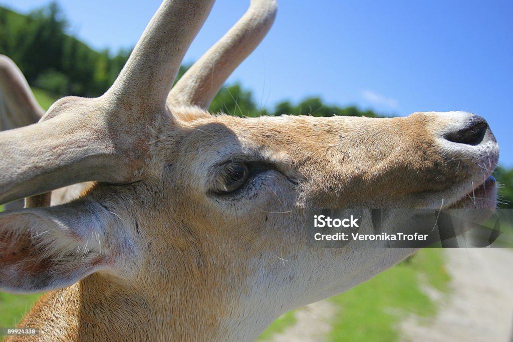 White-Tailed Deer  Animal Stock Photo