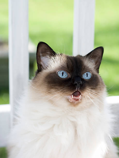 Cat Meowing stock photo