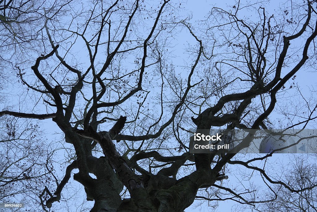 Cîme d'un arbre détail et ciel du soir - Photo de Abstrait libre de droits