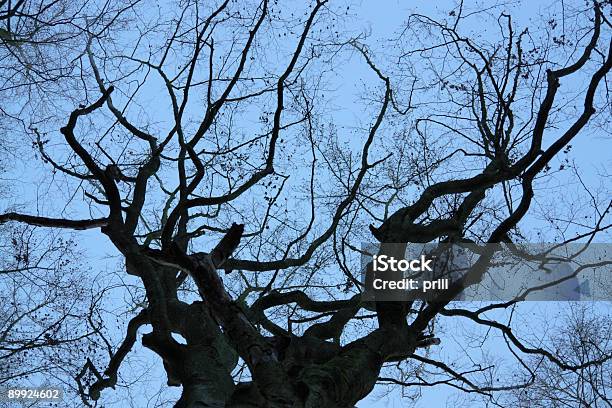 Treetop Dettaglio E Cielo Notturno - Fotografie stock e altre immagini di Alba - Crepuscolo - Alba - Crepuscolo, Albero, Astratto