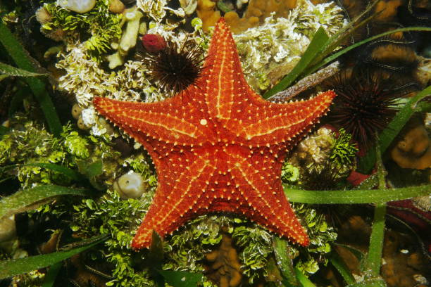 istock Cushion sea star underwater viewed from above 899246354