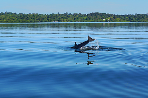 Dolphin diving into the calm water of Dolphin bay in the archipelago of Bocas del Toro, Caribbean sea, Panama
