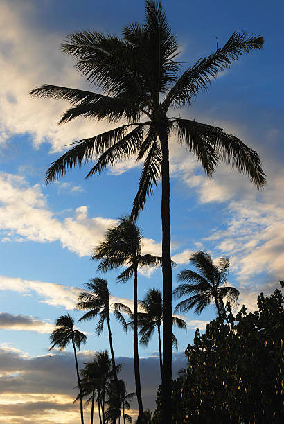 Palm Silhouettes stock photo