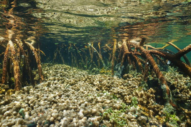 istock Finger coral between mangrove roots underwater 899247764