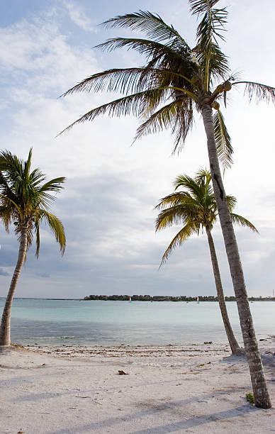 Palm Trees on Caribean beach stock photo