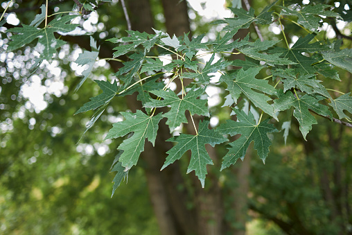 Acer saccharinum branch