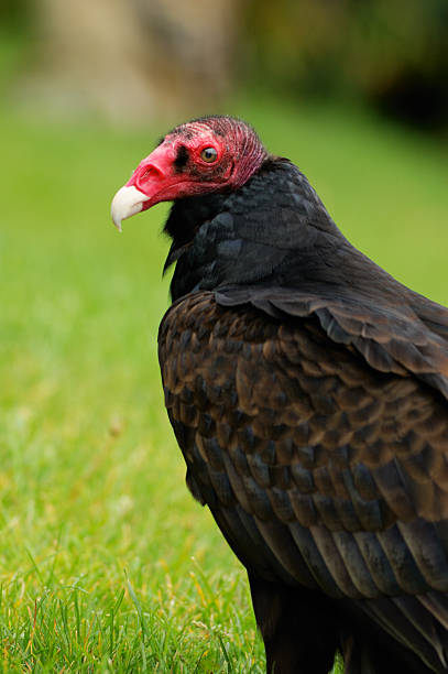 Turkey vulture portrait stock photo