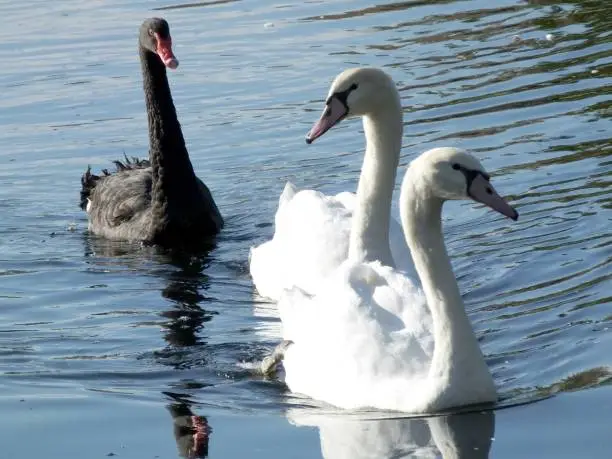 Photo of Black & Mute Swan