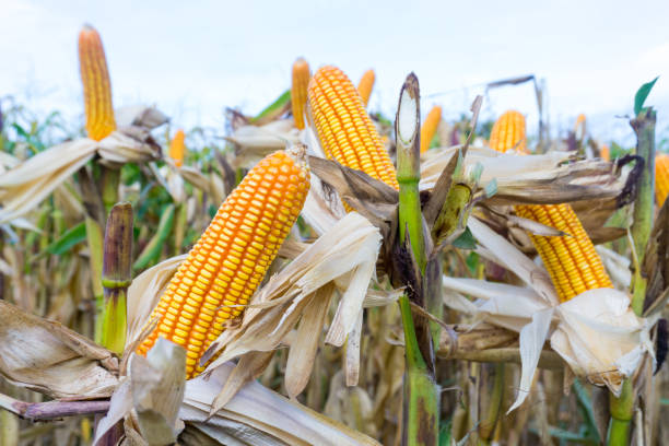 istock Corn pods on dried plants Waiting for harvest,Corn crops on dried corn trees is prompt to harvest. 899252338