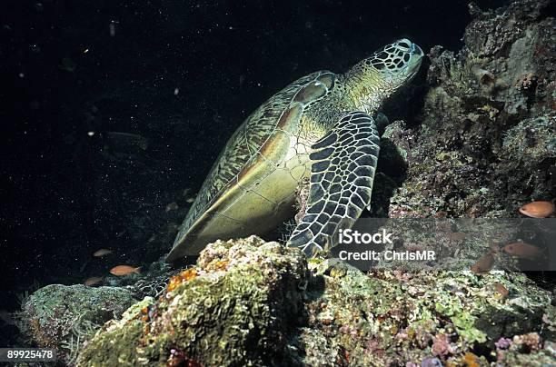 Tartaruga Marinha Dormir - Fotografias de stock e mais imagens de Abraçar Árvore - Abraçar Árvore, Animal, Animal selvagem
