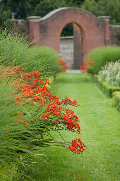 ogród otoczony murem i czerwony crocosmia kwiaty - campanula bluebell natures houseplant zdjęcia i obrazy z banku zdjęć