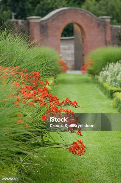 Садовая Ограда И Красный Crocosmia Цветы — стоковые фотографии и другие картинки Ароматический - Ароматический, Без людей, Ботаника