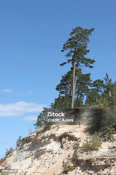 Photo libre de droit de Dune Blanche banque d'images et plus d'images libres de droit de Arbre - Arbre, Destination de voyage, Dune de sable