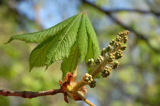 chestnut in the spring Growing cluster and leaf of a chestnut in the spring plantlet stock pictures, royalty-free photos & images