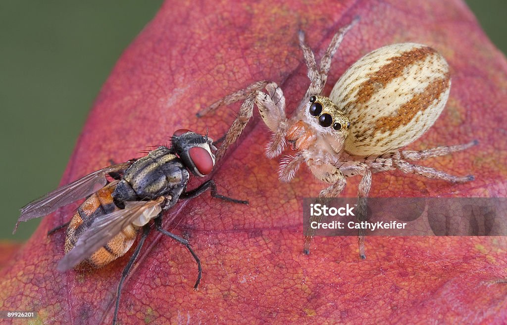 Jumping spider eyeing fly  Animal Stock Photo