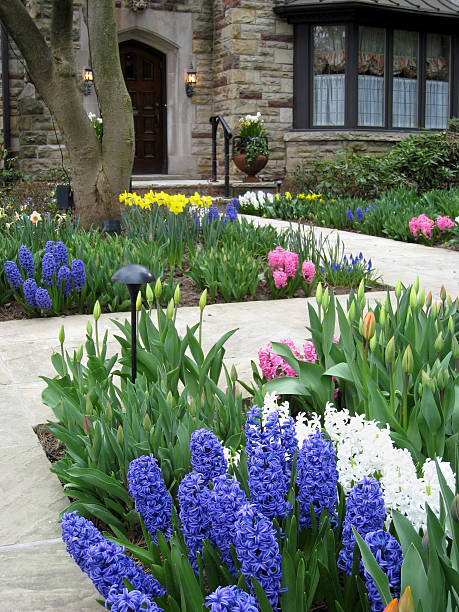 istock Front garden with blue hyacinths 89926307