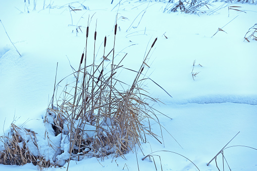 Cattails in a frozen and snowy wetland area.