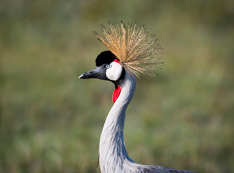 Grey Crowned Crane, african bird, endangered specie, balearica regulorum
