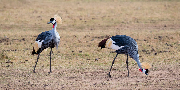 Couple Of Grey Crowned Crane African Bird Endangered Specie Balearica Regulorum Stock Photo - Download Image Now - iStock