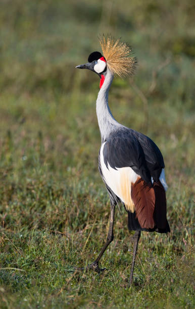 istock Grey Crowned Crane, african bird, endangered specie, balearica regulorum 899267908