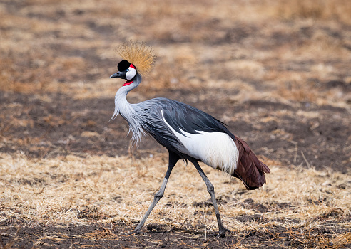 Grey crowned crane, national bird of Uganda. Crater Ngorongoro, Tanzania, Africa.
