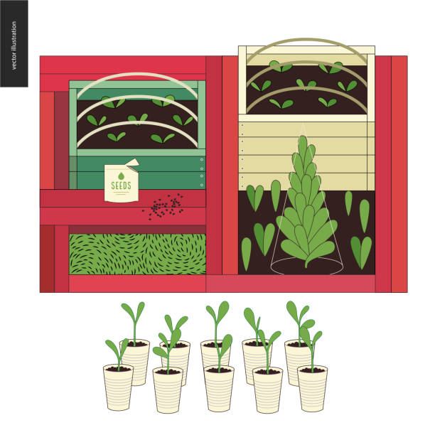 도시 농업과 원 예-seedbeds - hydroponics seed seedling plant stock illustrations