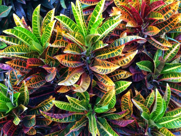 istock Colorful leaves Croton 899270766