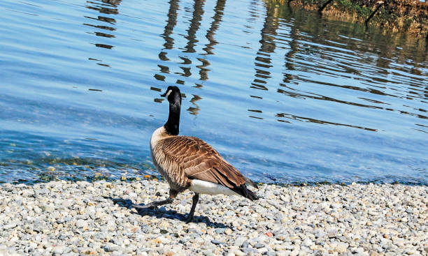 istock One Candian Goose 899271558