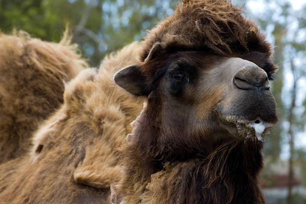 Camel Spit  animal lips photos stock pictures, royalty-free photos & images