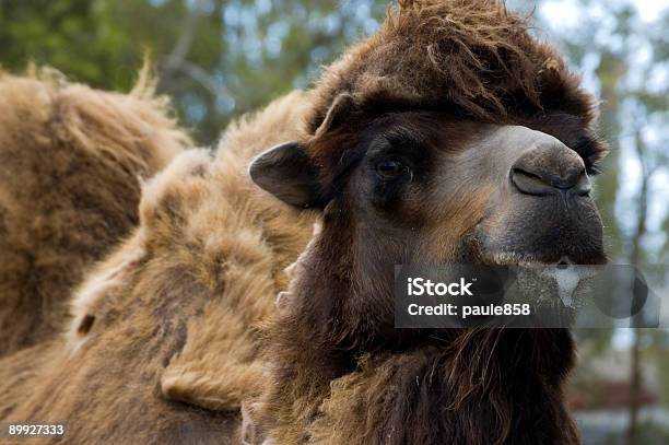 Camel Spit Stock Photo - Download Image Now - Spitting, Camel, Animal Hair - iStock Camel Spit Stock Photo - Download Image Now - Spitting, Camel, Animal Hair - iStock