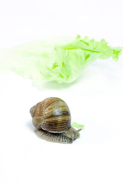 caracol - remote shell snail isolated fotografías e imágenes de stock