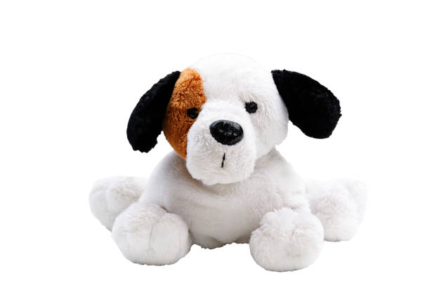 istock Plush White Dog isolated on white background 899276522