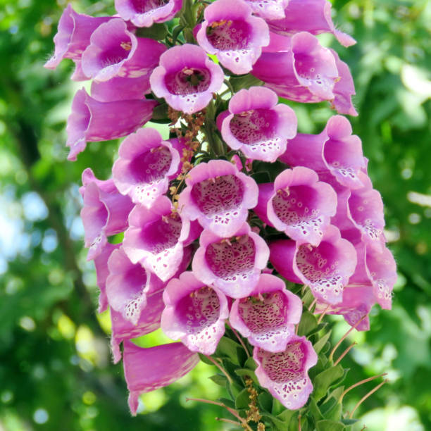 istock Toronto High Park pink Foxglove flower 2016 899276812