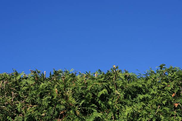 istock Hedge Fence and Sky Background 89927871
