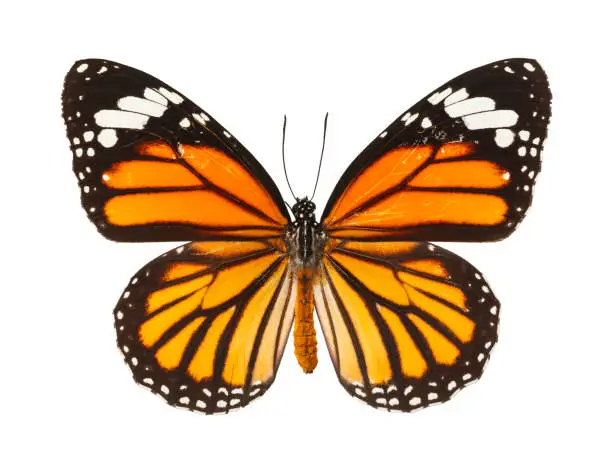 Photo of Butterfly